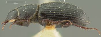 Media type: image;   Entomology 3735 Aspect: habitus lateral view